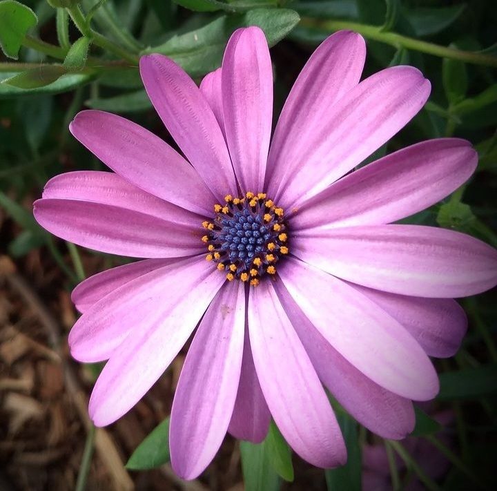 Telina Foote - Pink