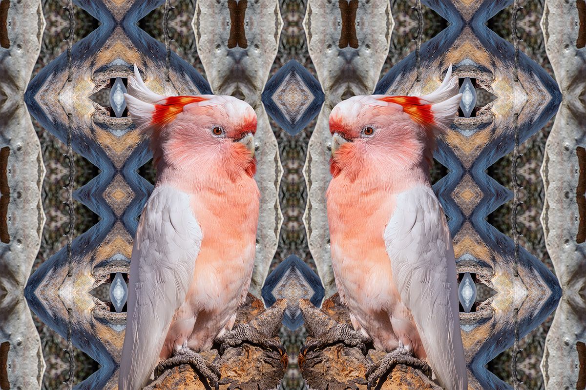 Vivien Anderson Gallery - Kartakartaka 8