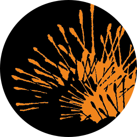 Spinifex Arts Project